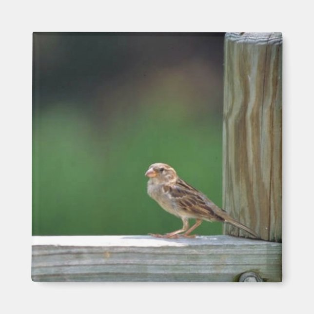 Haussperling Magnet (Vorne)