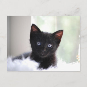 Haustier 17 postkarte