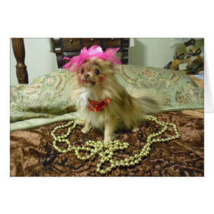 Haustier-Foto-Trieb - 3. in den Reihen