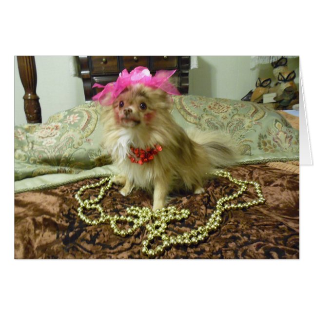 Haustier-Foto-Trieb - 3. in den Reihen (Vorderseite (Horizontal))