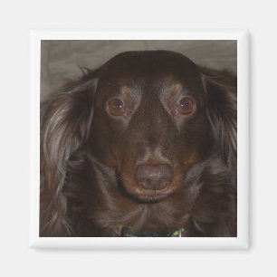 Haustier-Geburtstags-Foto-Highlight-Feierdesign Magnet