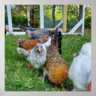 Haustier, Hühner in einer Reihe natürlichen Spaß. Poster
