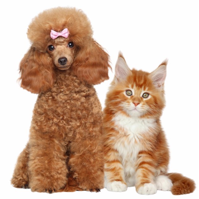 Haustier Hund und Katze Foto Skulptur Ausschnitt (Vorne)