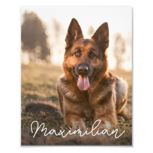 Haustier-Hunde-Foto-Porträt mit individuellem Name Fotodruck