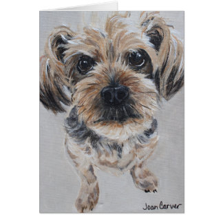 Haustier-Porträt - Yorkshire Terrier