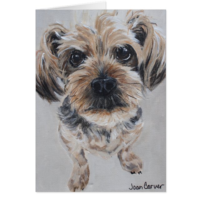 Haustier-Porträt - Yorkshire Terrier (Vorne)