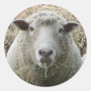 Haustier-Schaf-Aufkleber Runder Aufkleber