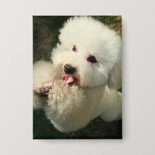 Haustiere, Hund, Poodle Button