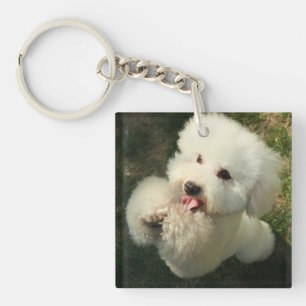 Haustiere, Hund, Poodle Schlüsselanhänger