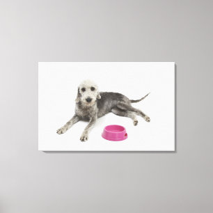 Haustierpflege, Gesundheit und Nahrung für Leinwanddruck