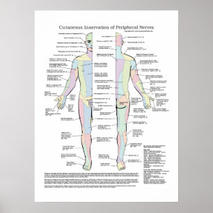 Haut- Innervation des Zusatznerven-Plakats Poster