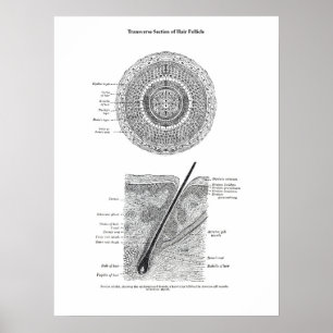 Haut und Haaranatomie Print 3 Dekorgeschenk Poster