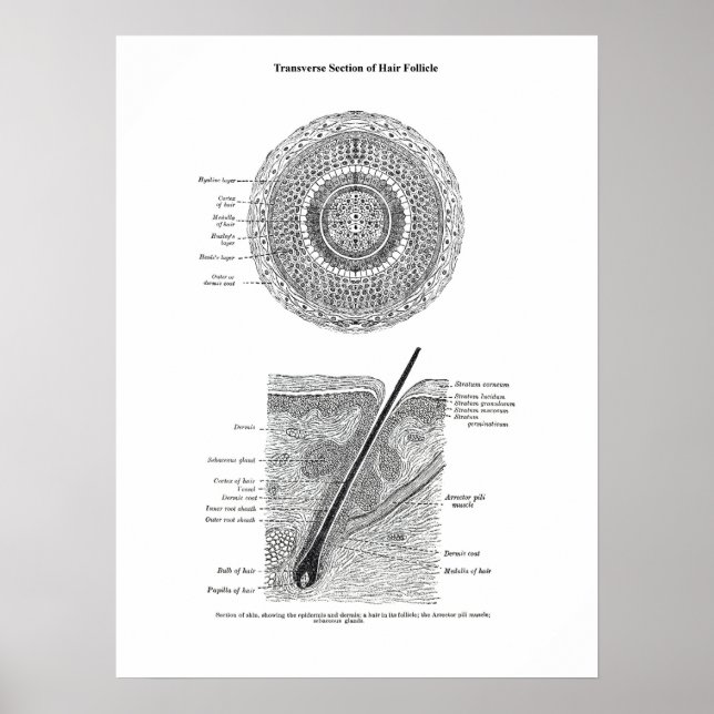 Haut und Haaranatomie Print 3 Dekorgeschenk Poster (Vorne)