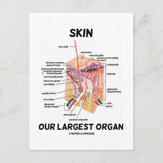 Haut Unser größtes Organ (Hautschichten) Postkarte