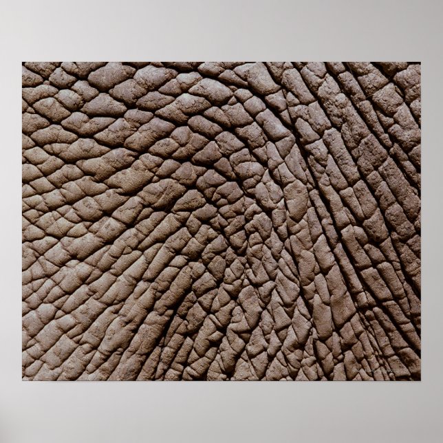 Haut von Afrikanischem Elefanten (Loxodonta africa Poster (Vorne)