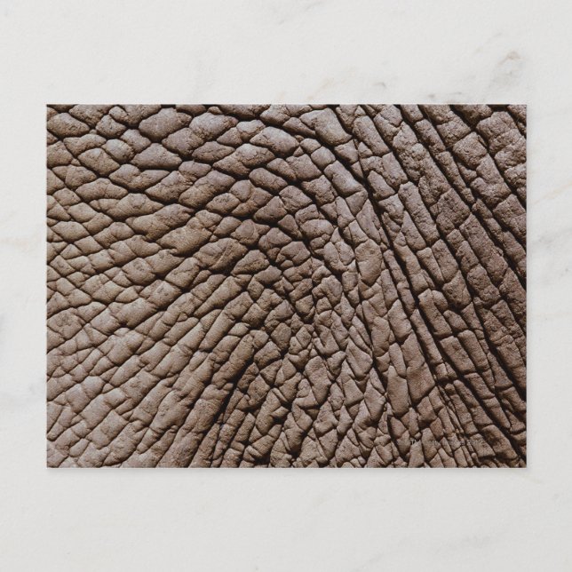 Haut von Afrikanischem Elefanten (Loxodonta africa Postkarte (Vorderseite)