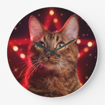 Havana Brown Cat (Rasse mit sternigem Hintergrund)