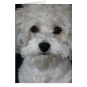 havanese-2.png