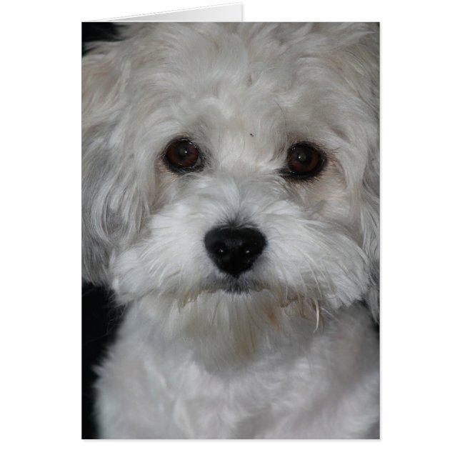 havanese-2.png (Vorne)