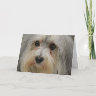 Havanese Anmerkungs-Karte Karte