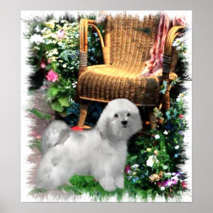 Havanese Art Print Poster