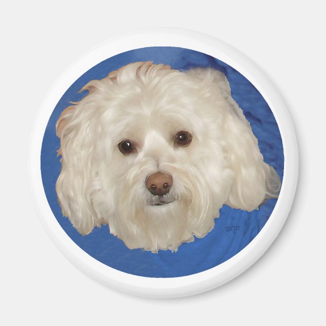Havanese auf Blue Magnet (Vorne)