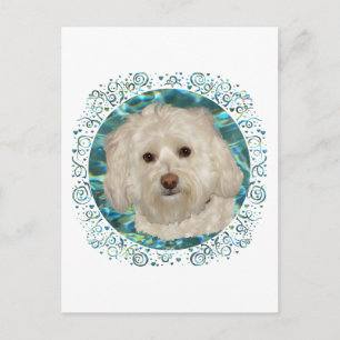 Havanese auf türkisem Wasser Postkarte