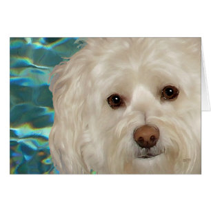 Havanese auf Türkiswasser