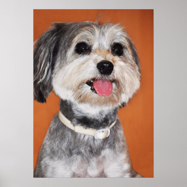 Havanese Dog Portrait Poster (Vorne)