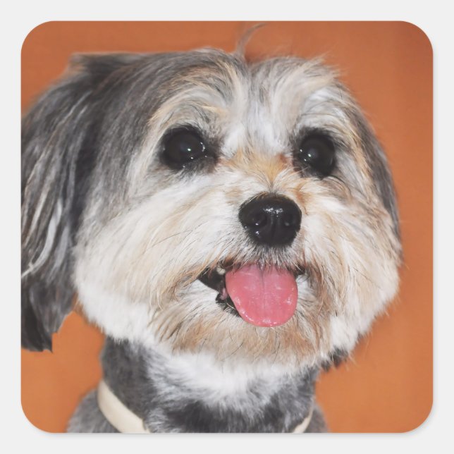 Havanese Dog Portrait Quadratischer Aufkleber (Vorderseite)