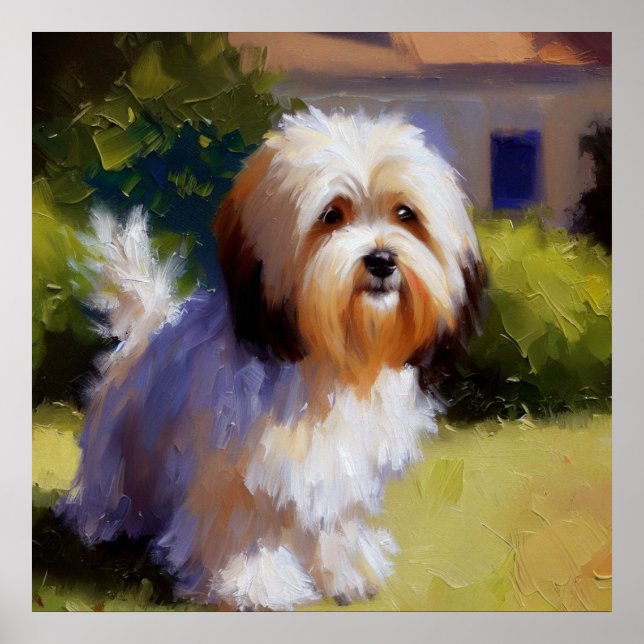 Havanese Dog Poster (Vorne)