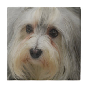 Havanese Fliese