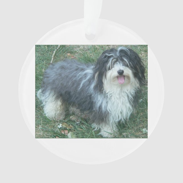 havanese full.png ornament (Vorderseite)