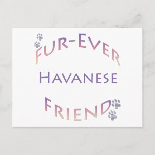 Havanese Furever Postkarte