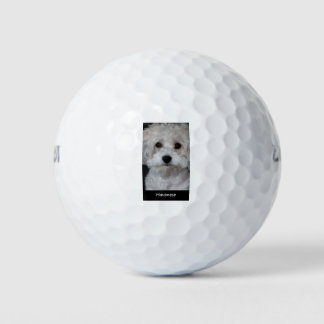 Havanese Golfball