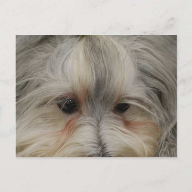 Havanese Hund Postkarte (Vorderseite)
