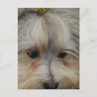 Havanese Hund Postkarte