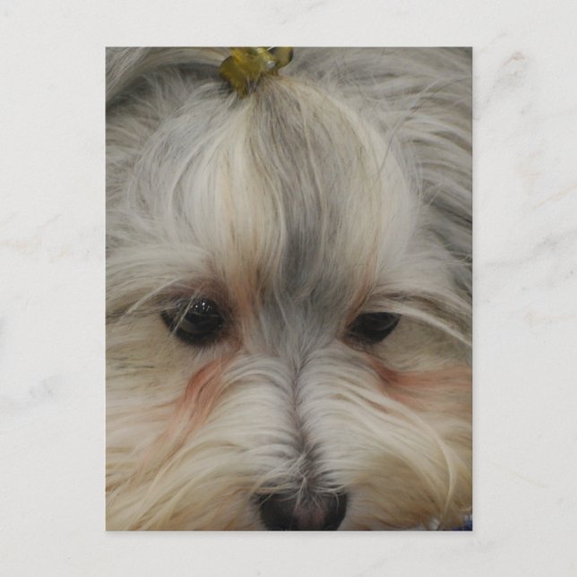 Havanese Hund Postkarte (Vorderseite)