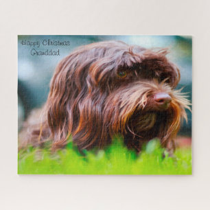 Havanese Hund. Puzzle