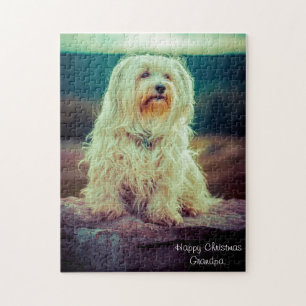 Havanese Hund. Puzzle