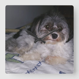 Havanese Hund, quadratische Wanduhr