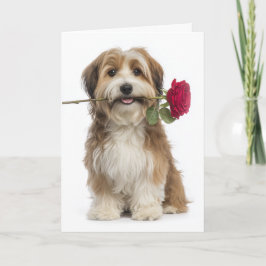 Havanese Hund Valentinstag Karte