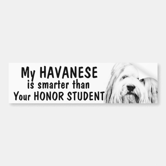 Havanese - intelligenter als Ehrenstudent - lustig Autoaufkleber (Vorne)
