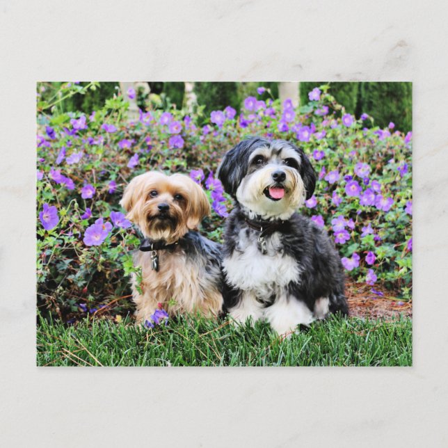 Havanese - Lola & Yorkie - Molly Postkarte (Vorderseite)