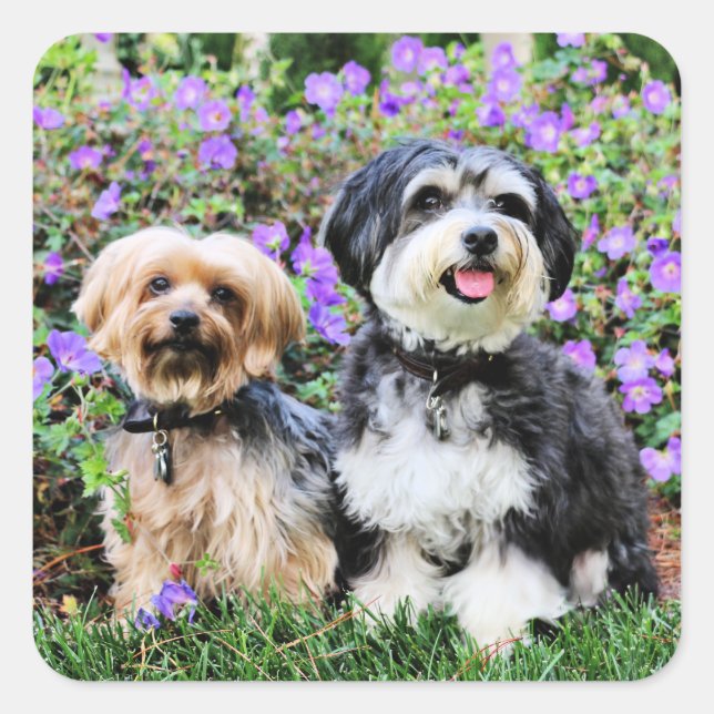 Havanese - Lola & Yorkie - Molly Quadratischer Aufkleber (Vorderseite)