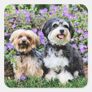 Havanese - Lola & Yorkie - Molly Quadratischer Aufkleber