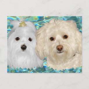 Havanese, Malteser auf Türkiswasser Postkarte