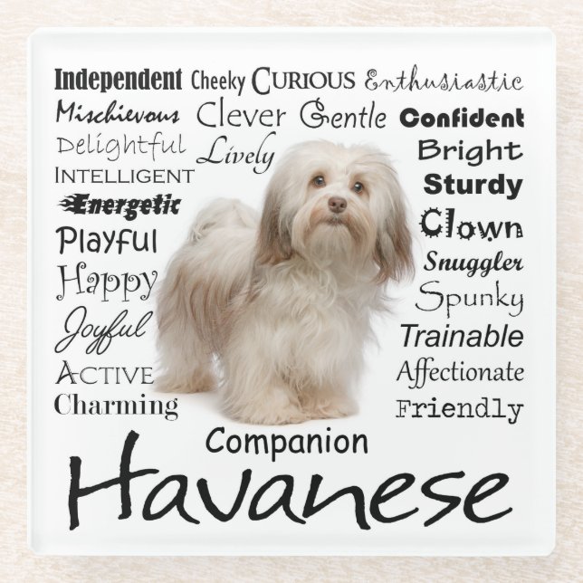 Havanese Merkmal-Glas-Untersetzer Glasuntersetzer (Vorderseite)