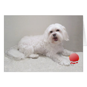 Havanese mit Ornament