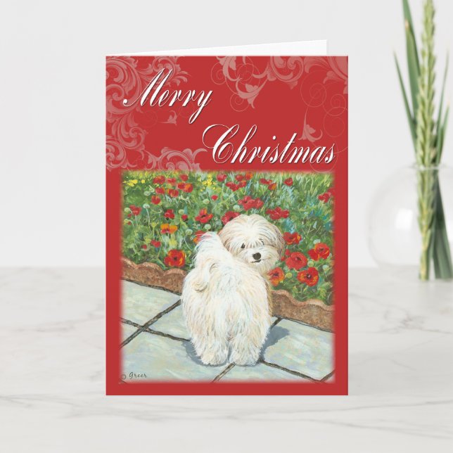 Havanese Mohn Weihnachtsgeschenke und Karten (Vorderseite)